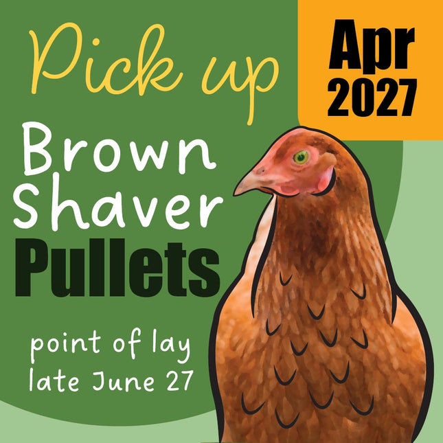 pre-order your Appletons Brown Shaver Pullets, will be 10 Weeks-of-Age and ready for pick up April 2027