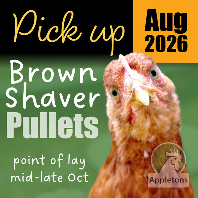 Order your brown shaver pullets now, ready for pick up August 2026 from Appletons shop