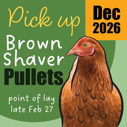Appletons Brown Shaver Pullets at 10 Weeks-of-Age, ready for pick up December 2026