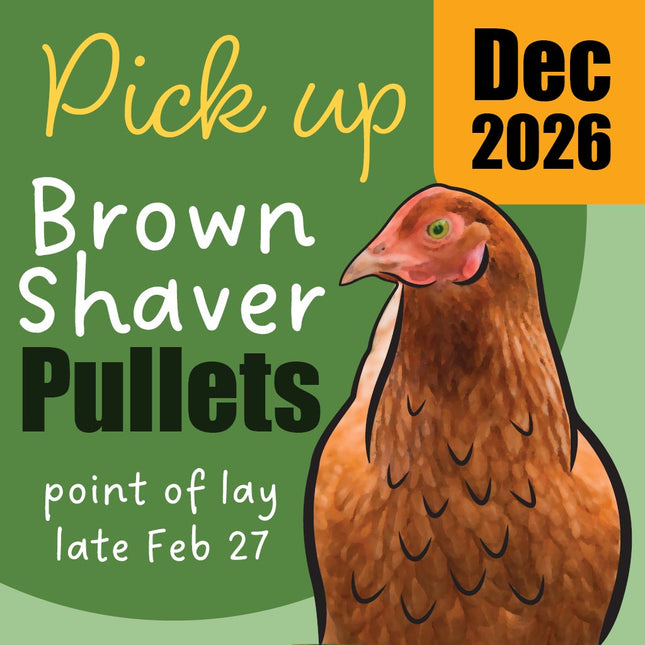 Appletons Brown Shaver Pullets at 10 Weeks-of-Age, ready for pick up December 2026