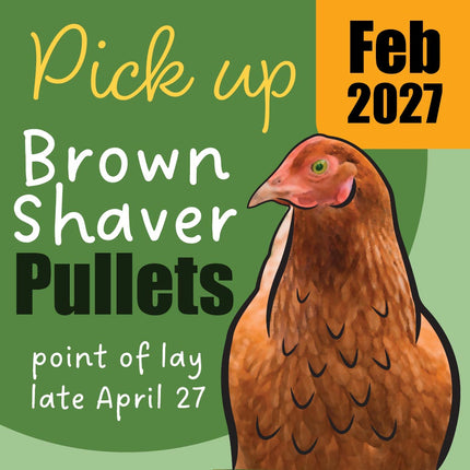 pre-order your Appletons Brown Shaver Pullets, 10 Weeks-of-Age, ready for pick up February 2027