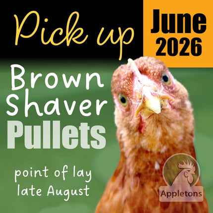 Order your brown shaver pullets now, ready for pick up June 2026 from Appletons shop