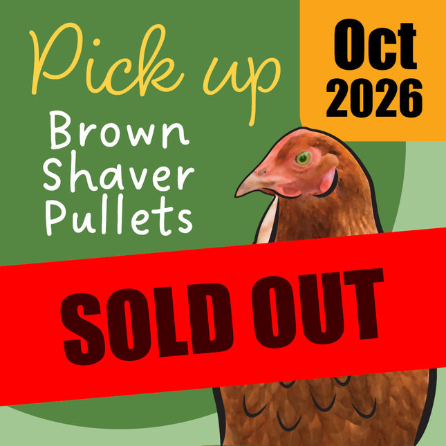 Brown shaver pullets October 2026 Sold Out