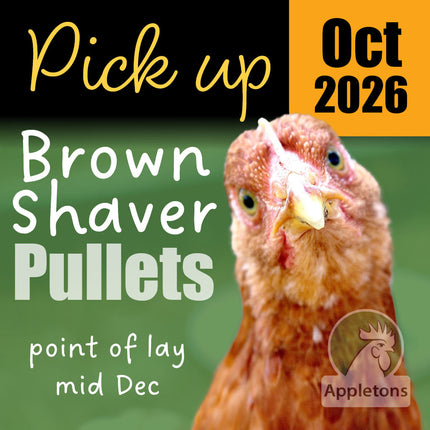 Appletons Brown Shaver Pullets at 10 Weeks-of-Age, ready for pick up October 2026