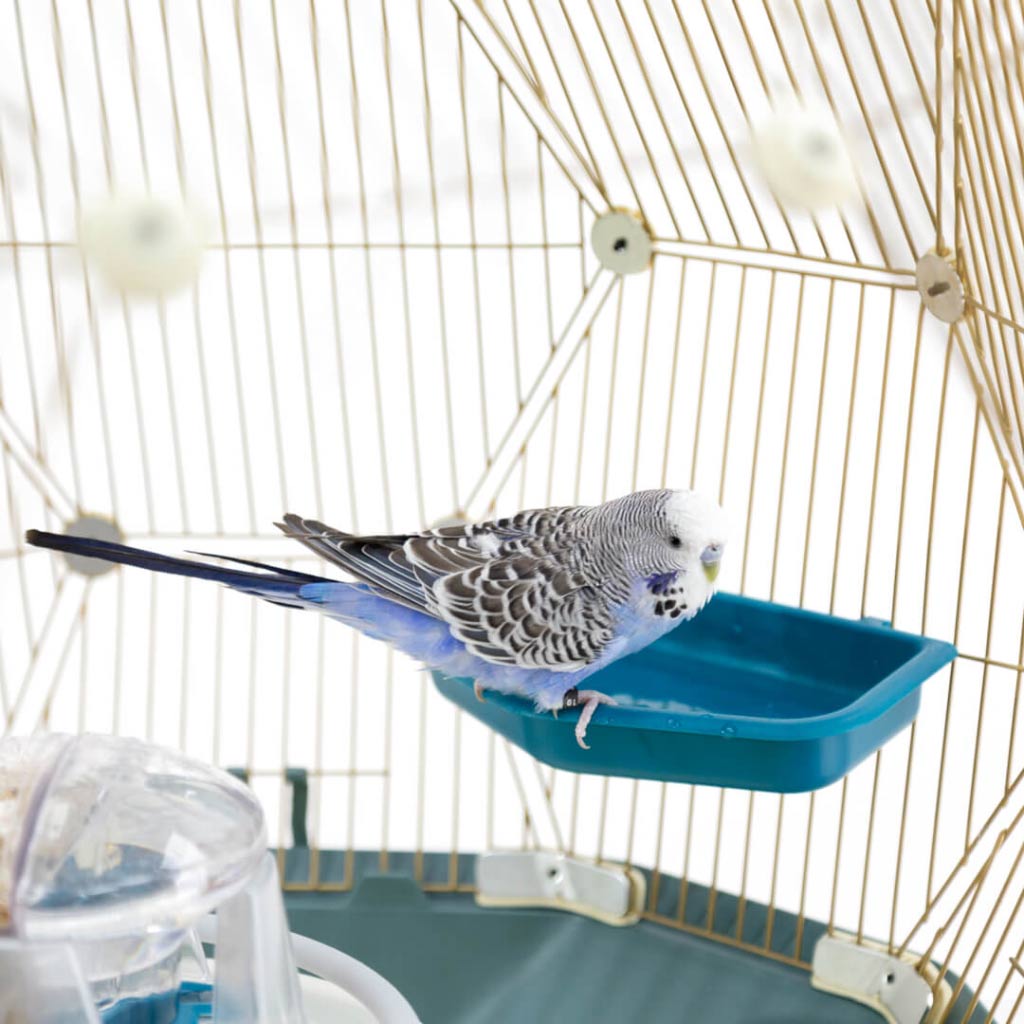 Budgie at the Geo Bird Bath in the Geo Bird Cage by Omlet