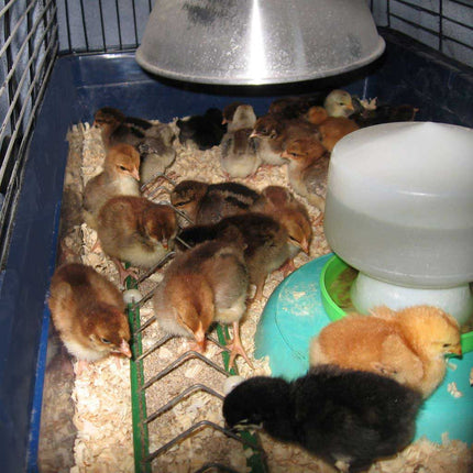 Appletons Chick Brooder Starter Package for Rearing Day Olds