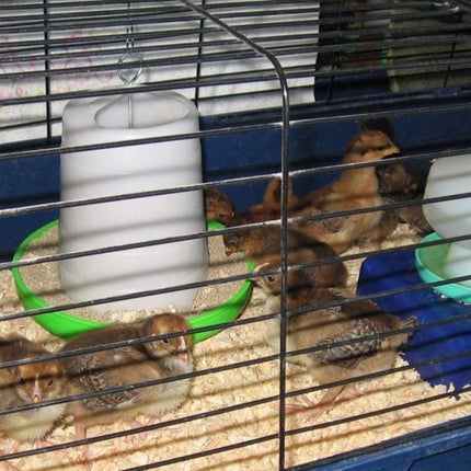 Appletons Chick Brooder Starter Package for Rearing Day Olds