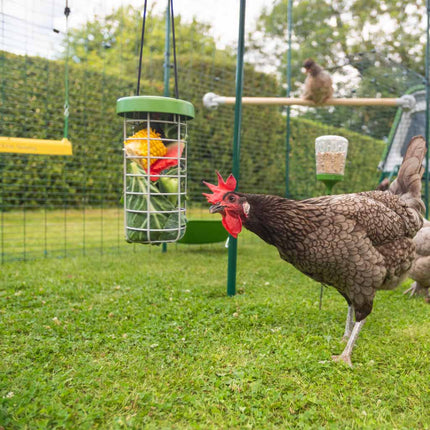 Caddi Treat Holder for chickens by Omlet
