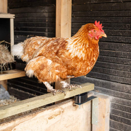 Brown chicken standing on a wooden perch  using anti-red-mite kit inside a coop.