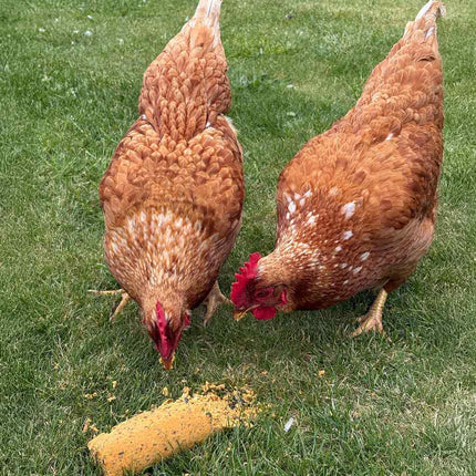 Chickens eating the bok bar