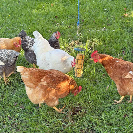 Ready to hang nutritious treat especially for chickens the Topflite Bok Bar treat set