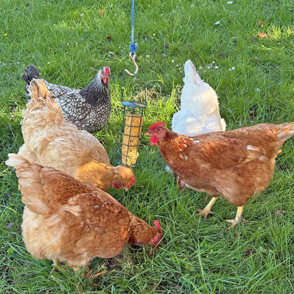 Give your hens a nutritious treat that supports egg production The Bok Bar Feeding Set by Topflite 