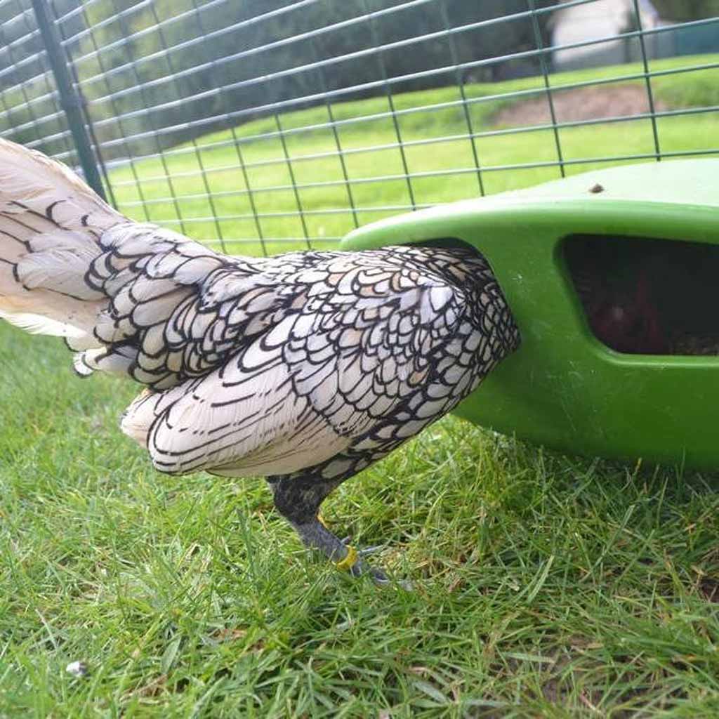 Eglu Cube Feeder