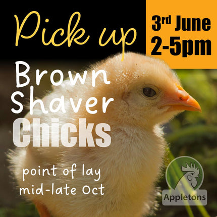 Order your day-old brown shaver chicks now, for pick up 03 June 2026 between 2pm and 5pm from Appletons shop