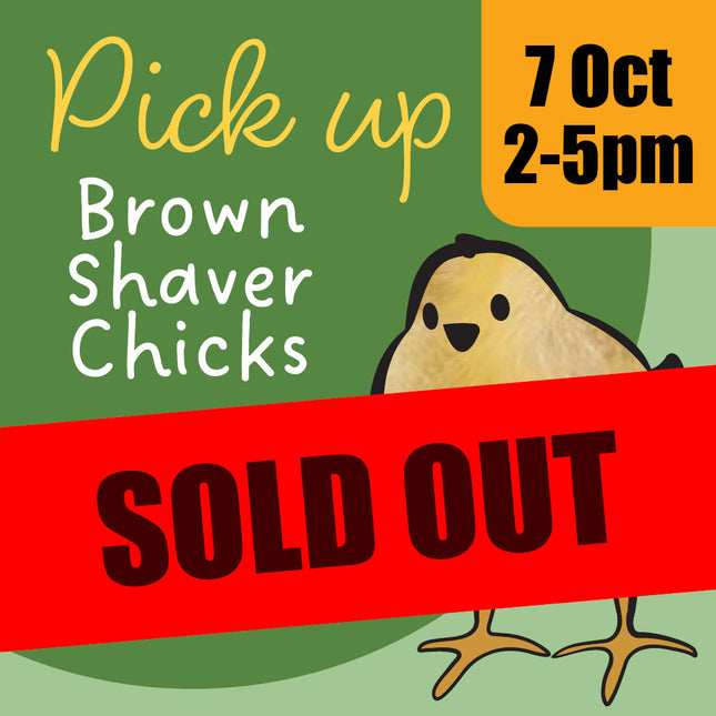 Day-old brown shaver chicks October 2026 Sold Out