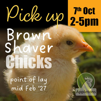 Appletons Day-Old Brown Shaver Chicks, ready for pick up 07 October 2026