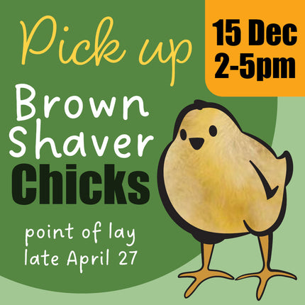 Appletons brown shaver day-old chicks pick-up December 2026