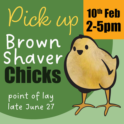 Appletons brown shaver day-old chicks pick-up February 2027