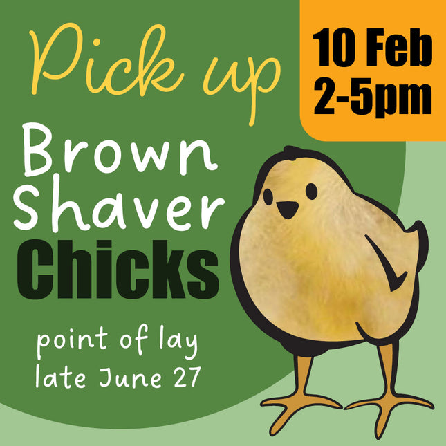 Appletons brown shaver day-old chicks pick-up February 2027