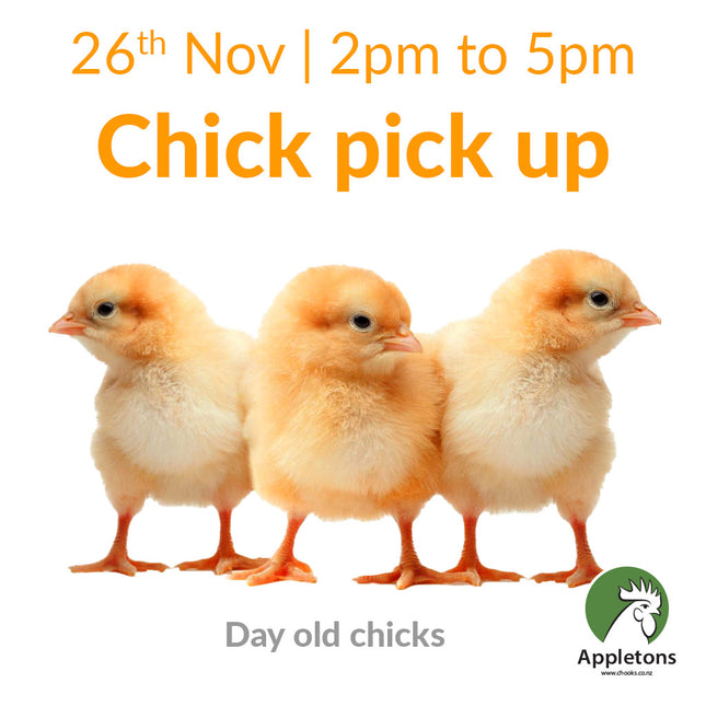 Day old chicks pick-up date 26 November 2025 2pm to 5pm