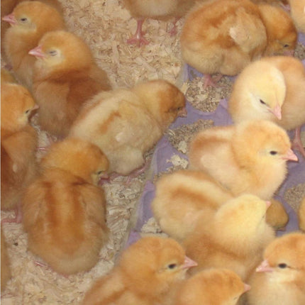 Day old shaver chicks for sale