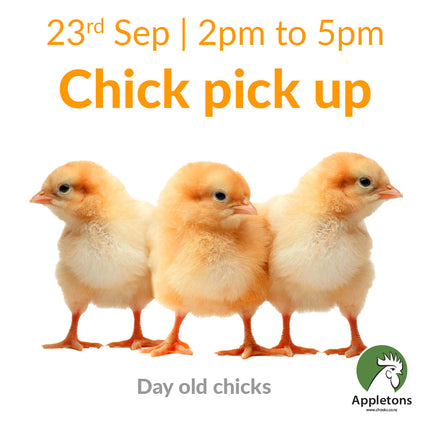 Day old chicks pickup date 23 September 2025 from Appletons shop