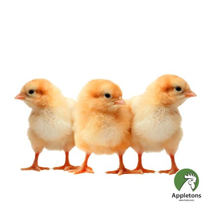 Day old brown shaver chicks available from Appletons