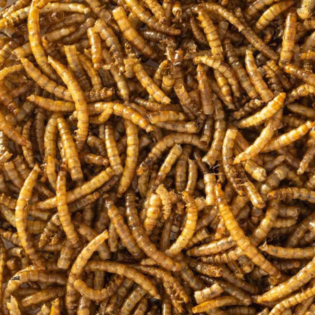 Appletons premium dried mealworms for chickens and other birds