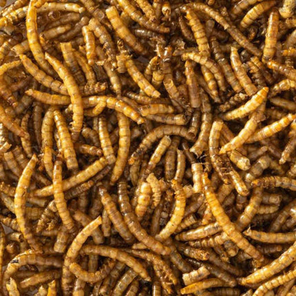 Appletons premium dried mealworms for chickens and other birds