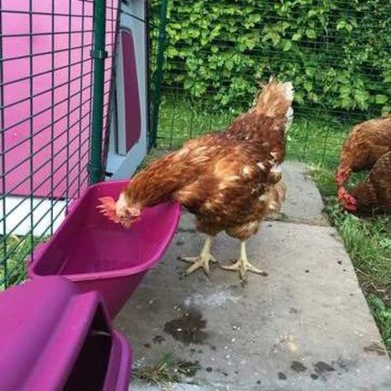 Eglu Go Drinker purple