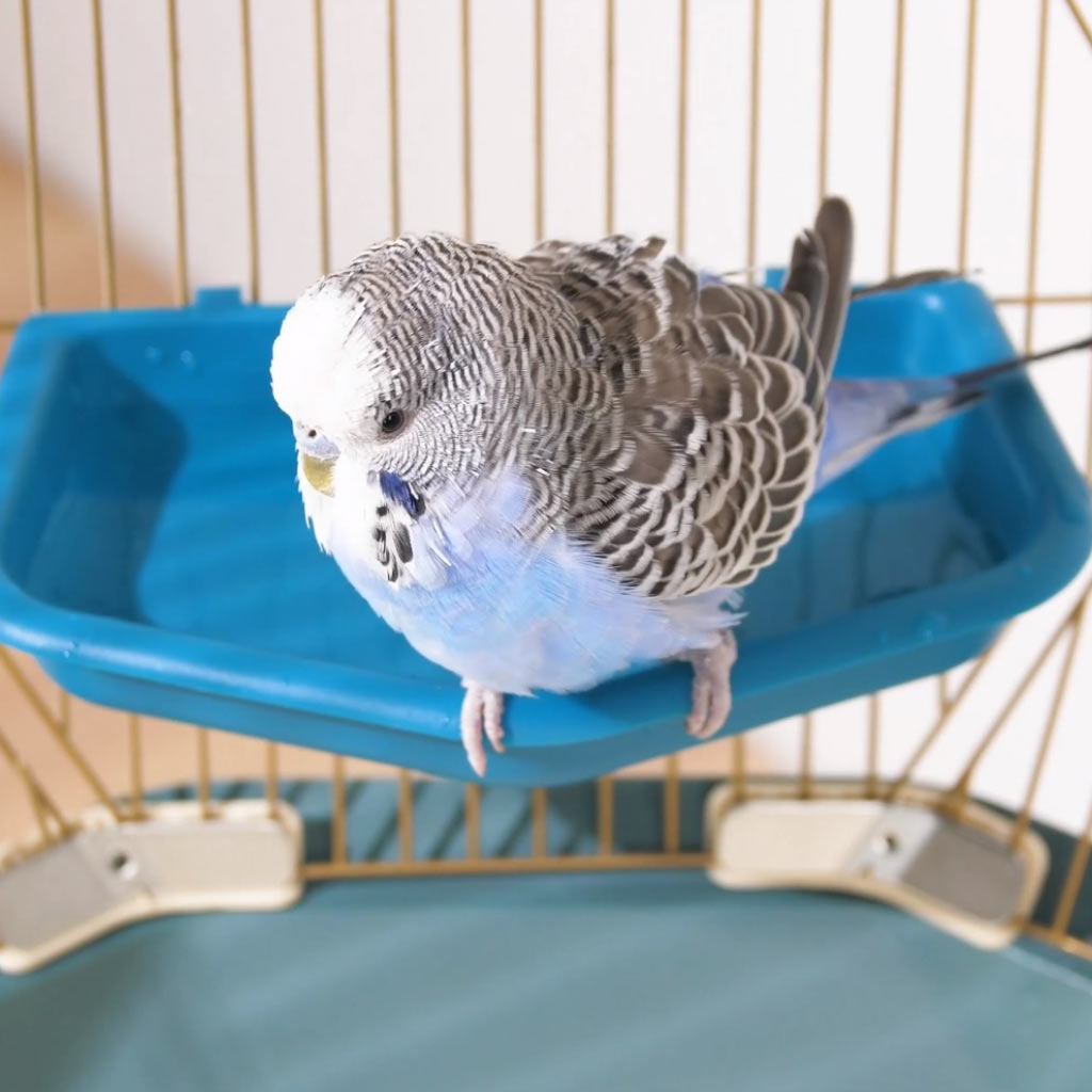 Geo Bird Cage with budgie perched on bird bath
