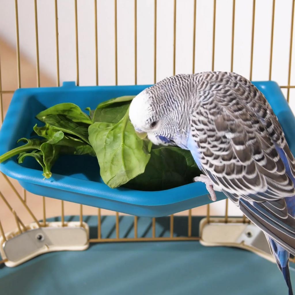 Geo Bird Cage Treat Dish or Bath