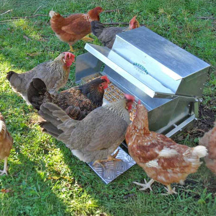 Hens using the automatic Grandpas Chicken Feeder.