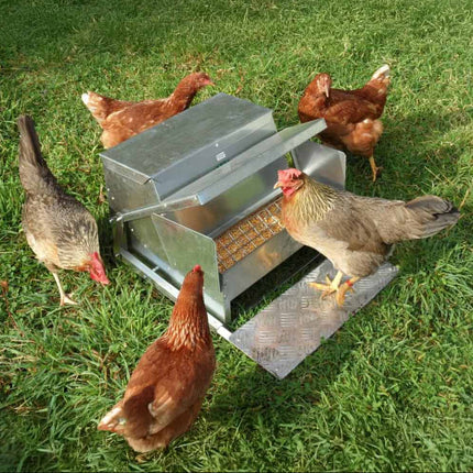 The Grandpas automatic chicken feeder in action.