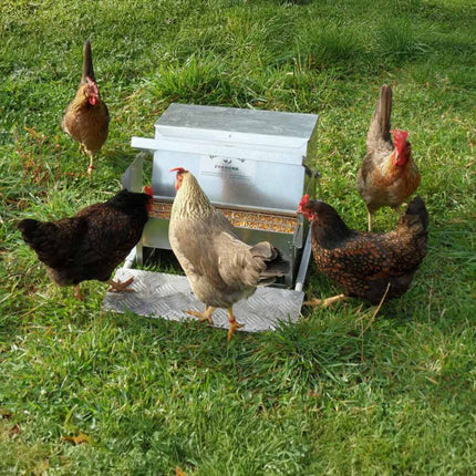 Chickens gathered around an automatic metal poultry feeder to have a feed