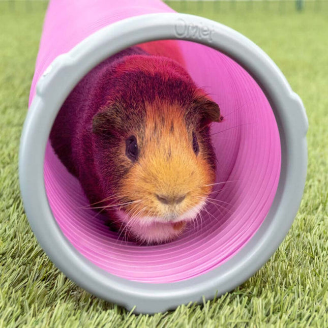 Omlet Guinea Pig Play Tunnels mimic a burrow and a sense of safety from predators