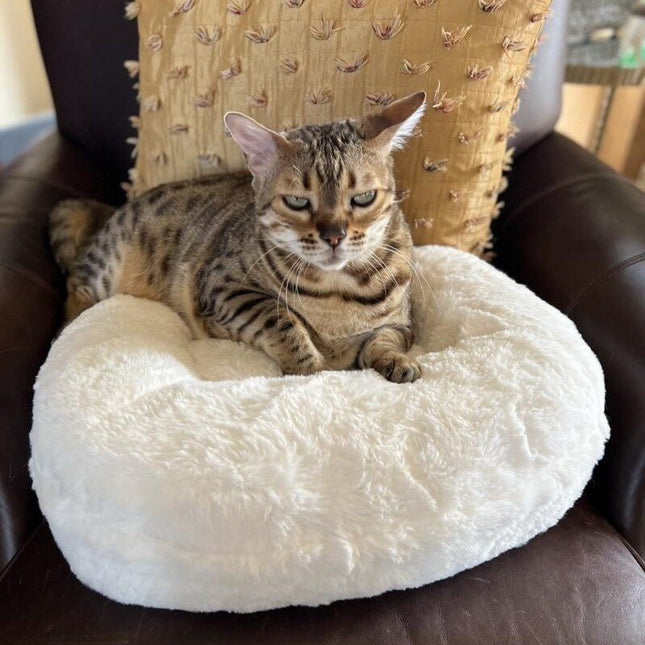 Maya Donut Cat Ded | Snowball White