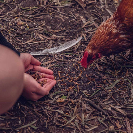 Chickens love mealworm treats
