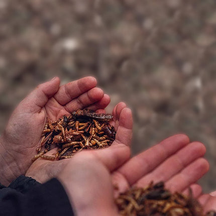 Closeup holding mealworms