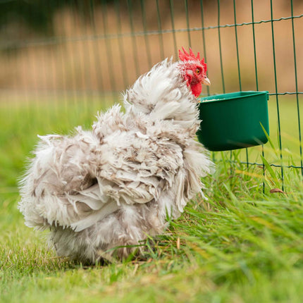 Mesh drinker feeder with hen feeding
