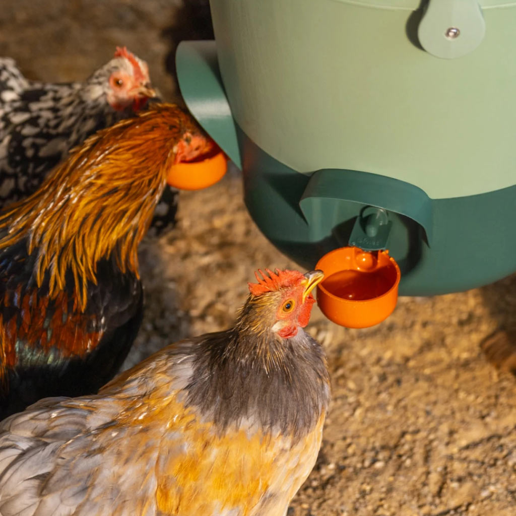 Omlet insulated chicken drinker has 5 drink ports