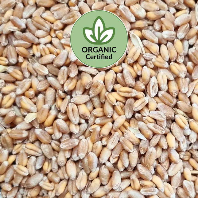Organic certified wheat available at Appletons