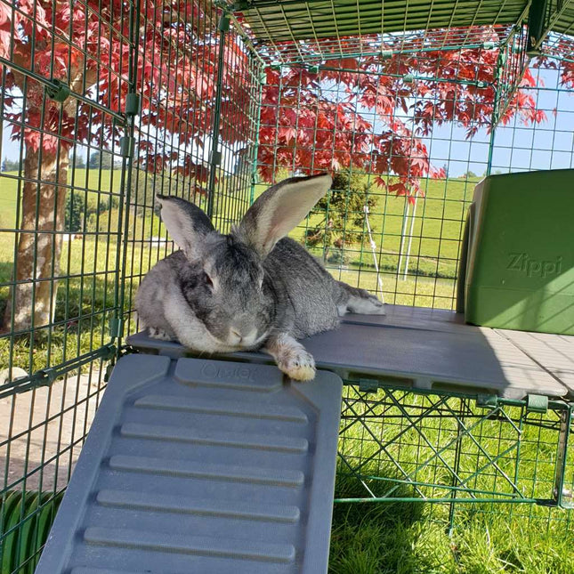 Omlet Zippi Rabbit Platforms