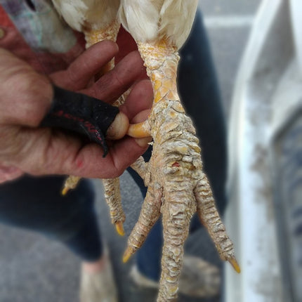 Poultry Scaly Leg