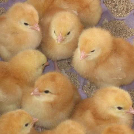 close-up of day old shaver chicks