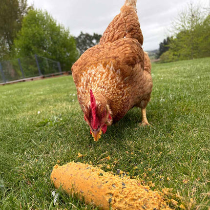 Entertain your chickens with Bok Bar Treat Logs by Topflite