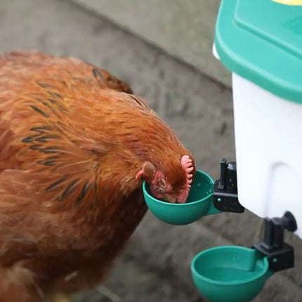 Chicken drinking from the swing cup