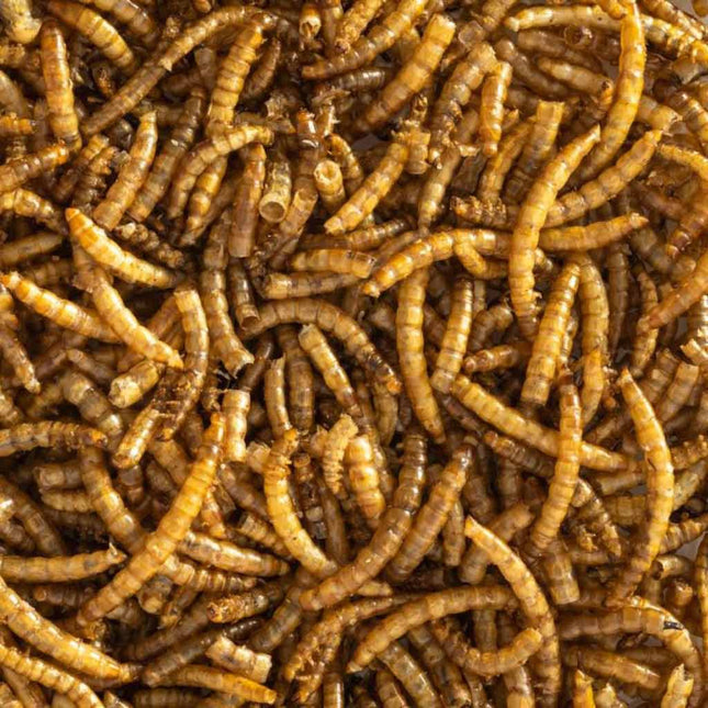 Topflite Dried Mealworms