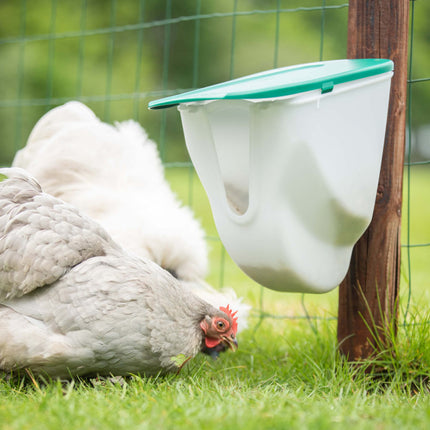 2.5Kg V-Feedr chicken feeder shown outdoors with chickens 