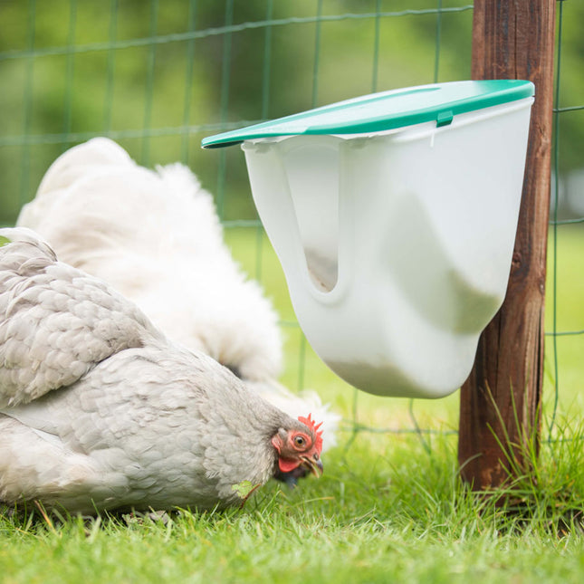 2.5Kg V-Feedr chicken feeder shown outdoors with chickens 